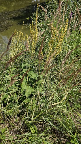 Dark Mullein