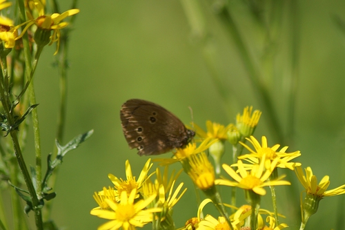 Ringlet
