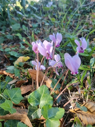 Ivy-leaved cyclamen