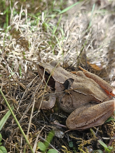 Agile Frog
