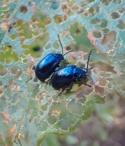 Alder Leaf Beetle