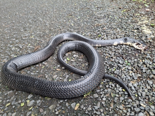 São Tomé Cobra