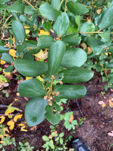 Snowbrush Ceanothus