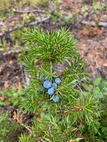 common juniper