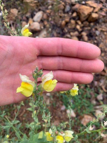 Balkan toadflax