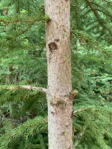 spruces