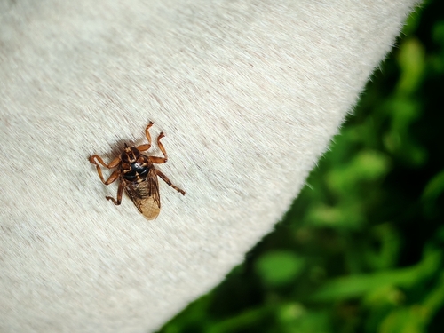 New Forest fly