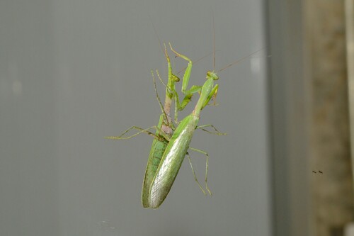 Giant Burmese Mantis