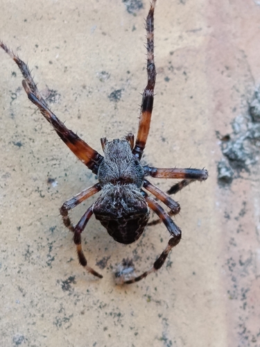 Angular Orbweaver Spider
