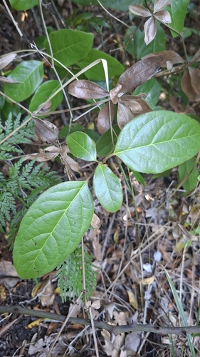 Laurustinus viburnum