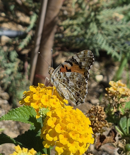 Painted Lady