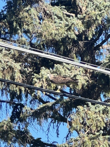 Swainson's Hawk