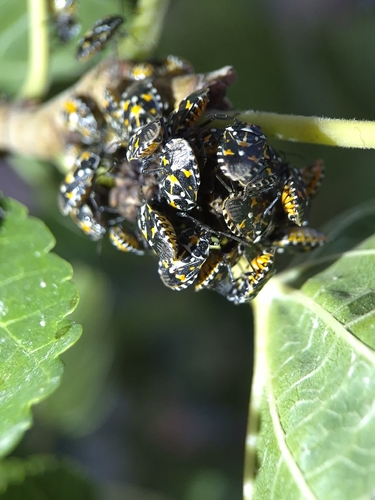 Stenozygum coloratum