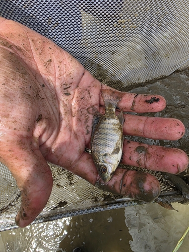 Nile Tilapia