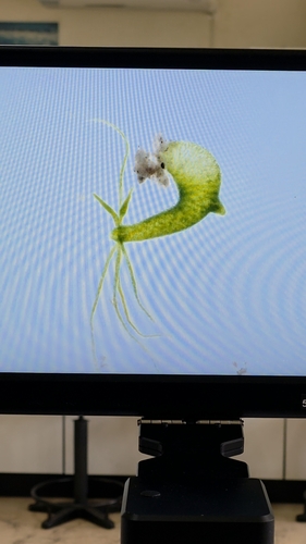 Green Hydra