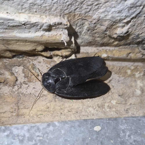 Egyptian Cockroach