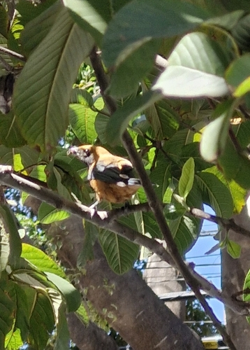 Burnished-buff Tanager