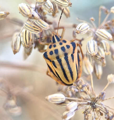 Semipunctated Shield Bug