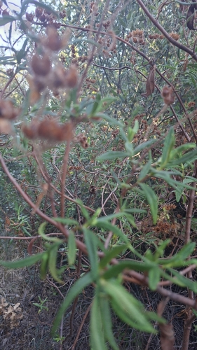 Montpellier Cistus
