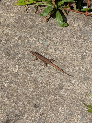 Common Wall Lizard