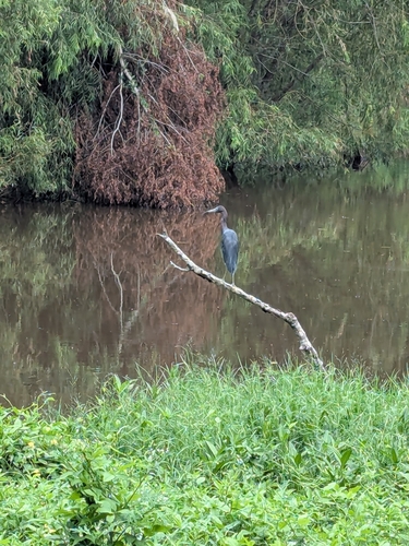 Little Blue Heron