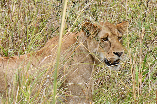 Southern Lion