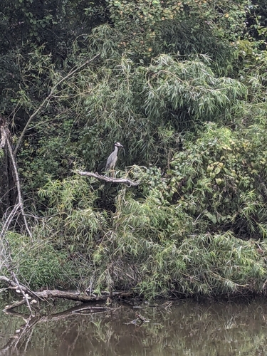Yellow-crowned Night Heron