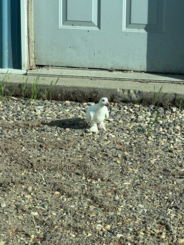 Feral Pigeon