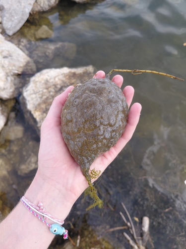 Magnificent Bryozoan