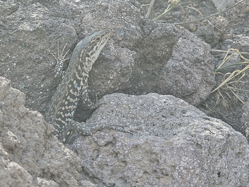 Italian Wall Lizard