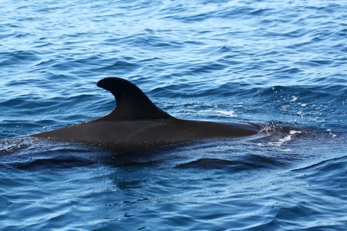 False Killer Whale