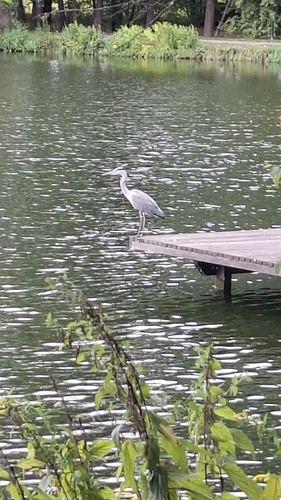 Grey Heron