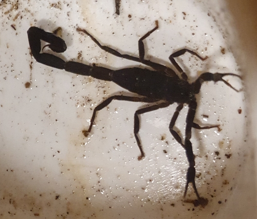Centruroides nigrescens (Centruroides nigrescens)