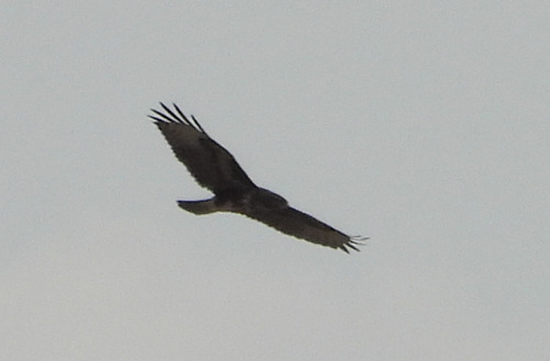 Common Buzzard
