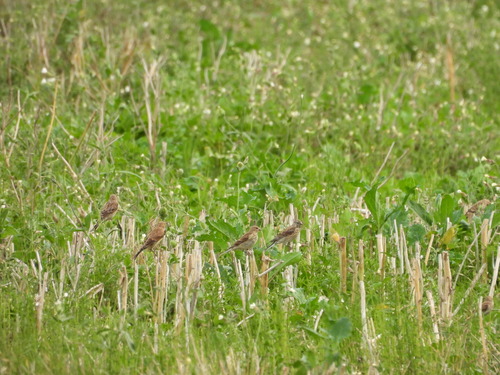 Eurasian Linnet