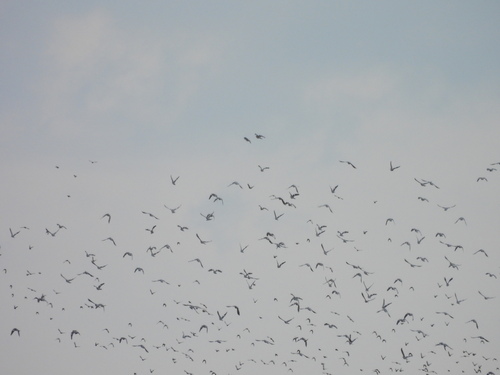 Common Wood-Pigeon
