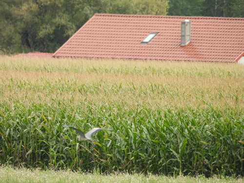 Grey Heron