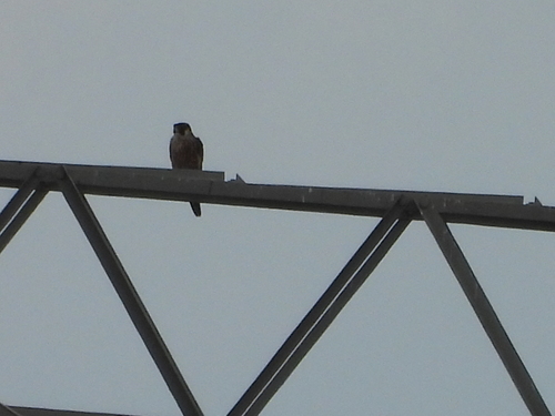 Peregrine Falcon