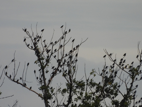 European Starling