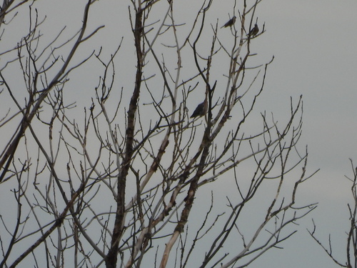 Fieldfare