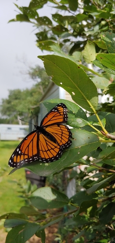 Viceroy