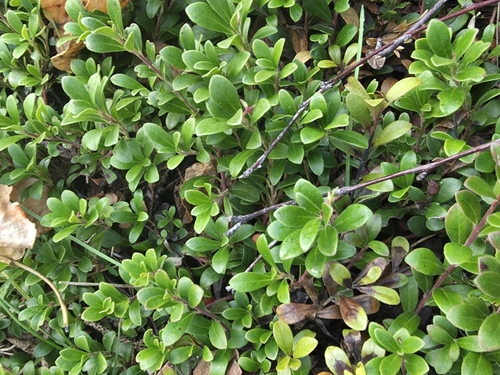 bearberry