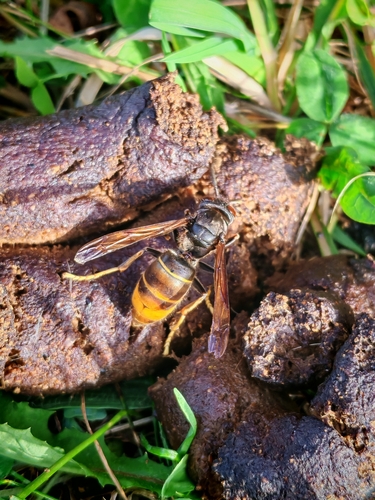 Yellow-legged Hornet