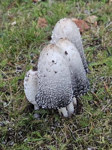 Shaggy Mane
