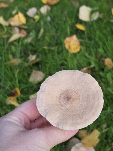 Coconut Milkcap