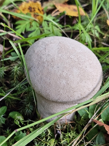 Pestle Puffball