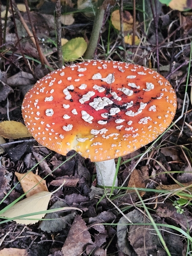 Fly Agaric