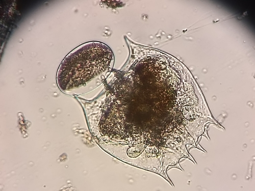 Brachionus quadridentatus