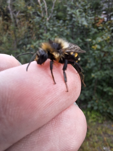 Northern Amber Bumble Bee