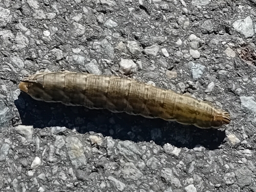 Convolvulus Hawkmoth